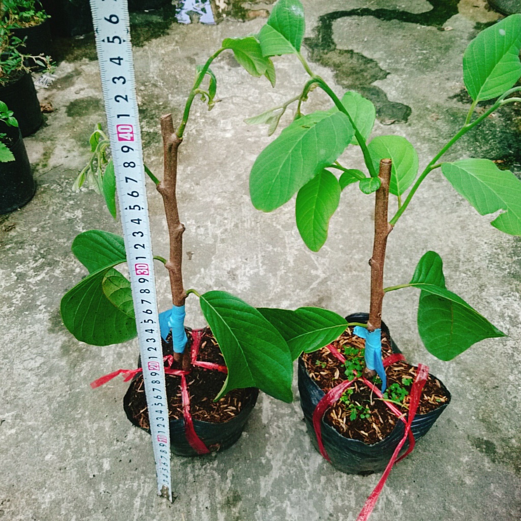 Cây Na thái - Na Xiêm - cho trái siêu to khổng lồ