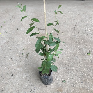 Cây cúc tần ấn độ rèm che nắng, Chiều dài ngọn 40cm lá xanh độ phủ cực tốt dễ dàng chăm sóc thích hợp trồng ban công