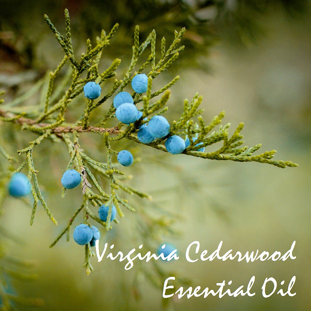 Tinh dầu gỗ Tuyết Tùng Virginia Cedarwood Essential Oil