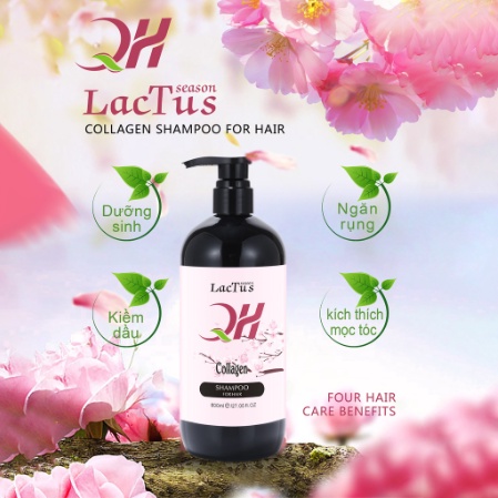 Dầu gội đầu ngăn rụng tóc QH Lactus season dầu gội da dầu, ngăn gàu