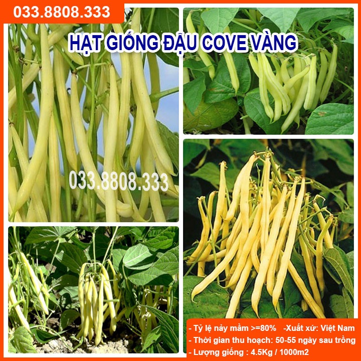 Hạt Giống Đậu Cove Vàng  -Tỷ Lệ Nảy Mầm Cao