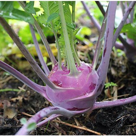 Hạt Giống Su Hào Tím 0.5gr