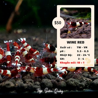 Test Khoáng GH TMS