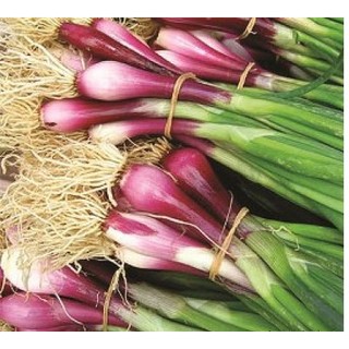 HẠT GIỐNG HÀNH GỐC ĐỎ