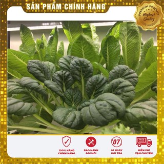 Hạt giống Cải Hoa Hồng 1Gram