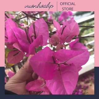 Cây hoa giấy giống màu hồng đang leo khoẻ