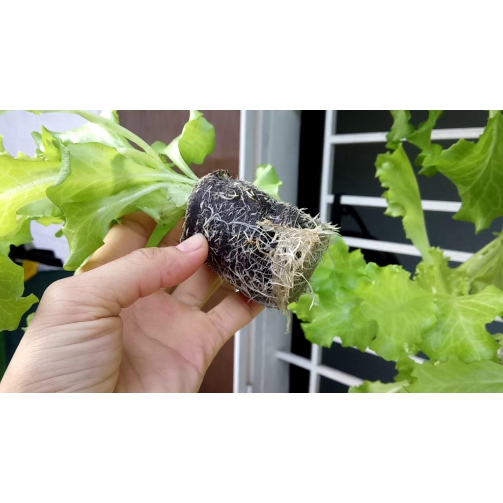 ( SIÊU HOT ) Hạt giống xà lách đăm (xà lách cuộn) 2g