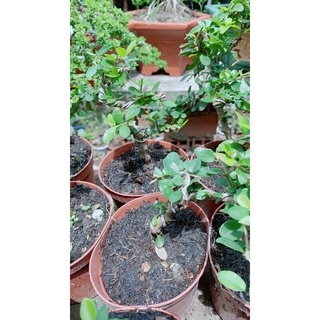Linh Sam Trái Bonsai