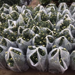 combo 4 bịch hoa cúc