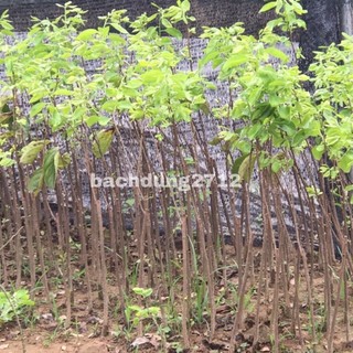 Cây giống Hồng Giòn