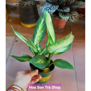 (Quận 8 - chỉ Hỏa tốc) Chậu cây VẠN NIÊN THANH, ưa mát.