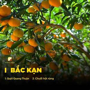 Quýt thơm Bắc Kạn
