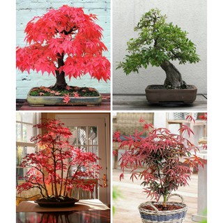 BỘ SẢN PHẨM PHONG LÁ ĐỎ