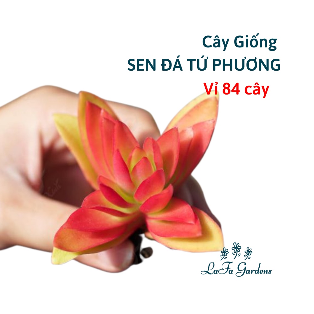 Sen đá tứ phương LAFA GARDEN - giá sỉ 84 cây