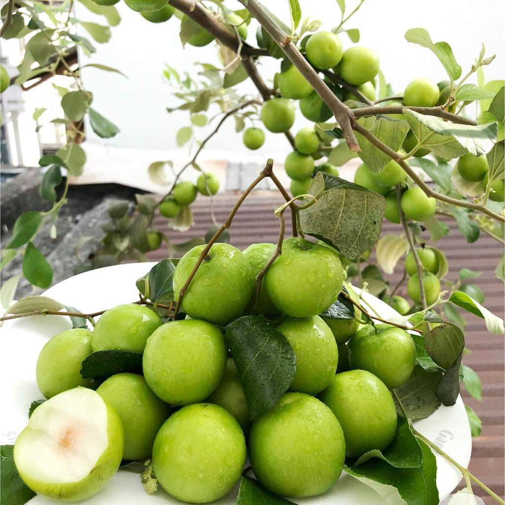 Cây Giống Táo Xanh Thái F1 Siêu Trái
