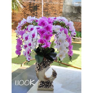 Lan cao su thân đốm 50k