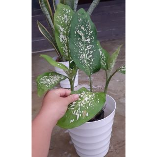 cây thiên thanh(cây đồi mồi)