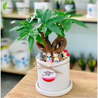 Cây Kim Ngân Nơ ( cây để bàn)