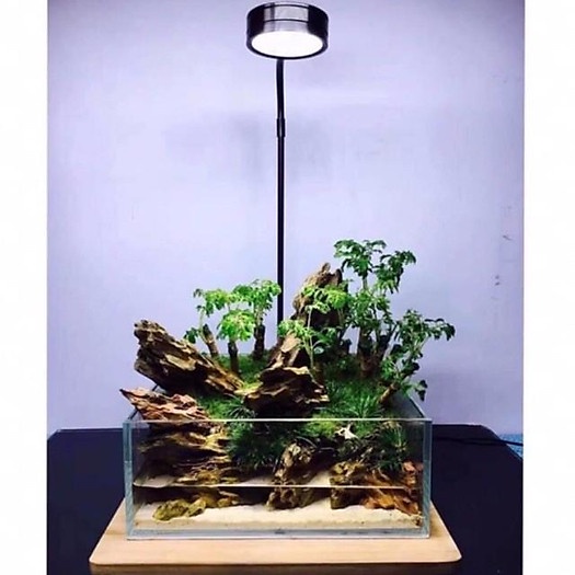 Đèn Led Kèm Đế Gỗ Chuyên Dụng cho Hồ Cá, Bể Thủy Sinh Tiểu Cảnh Nhỏ, Hồ Cá Mini, Hồ Cá Tròn ...
