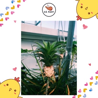 Cây Dứa Kiểng (Thơm Kiểng) Baby Có Trái