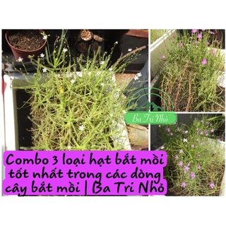 Combo 3 loại hạt cây bắt mồi tốt nhất | Ba Tri Nhỏ