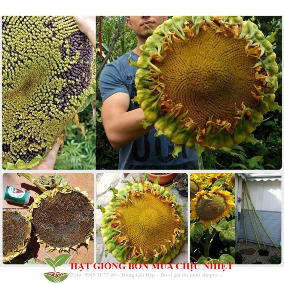 GÓI 10 Hạt Giống Hoa Hướng Dương Khổng Lồ - Voi Ma Mút  10 hạt