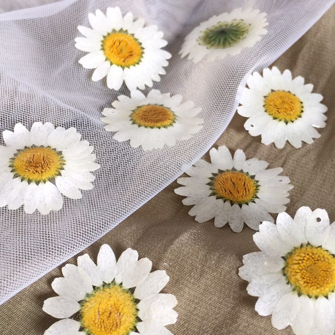 Set 12 Bông Hoa Cúc Ép - Cúc Hoạ Mi Các Màu Trang Trí, Làm Handmade