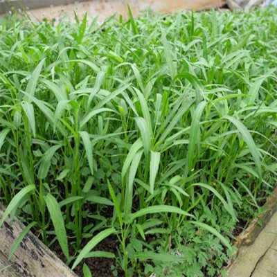 HẠT GIỐNG RAU MUỐNG LÁ TRE - GÓI 50 GRAM