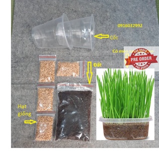 Combo bộ trồng cỏ mèo tươi hạt lúa mạch - Cỏ mèo tưoi