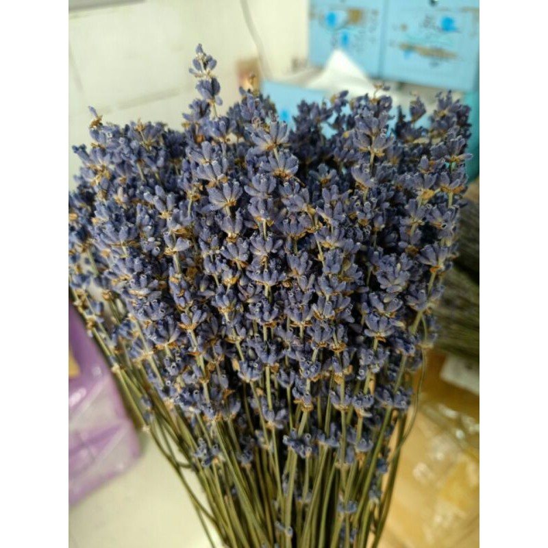 Bó hoa lavender oải hương khô thuần túy 200 cành