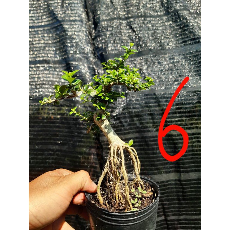 Sam hương bonsai
