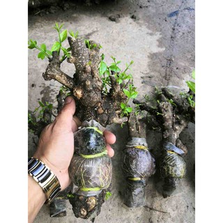 Cây Mai Chiếu Thủy Trung Nu. NHÁNH CHIẾT