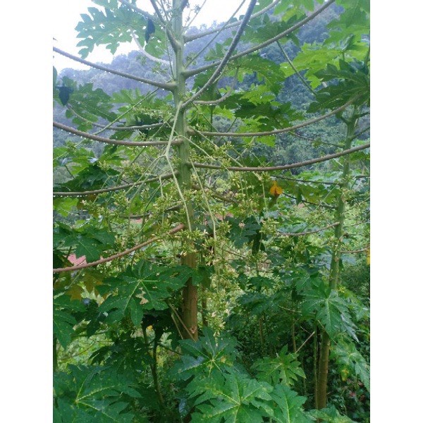 Hoa đu đủ đực Tây Bắc chuẩn 100%, phơi khô tự nhiên sạch sẽ đảm bảo