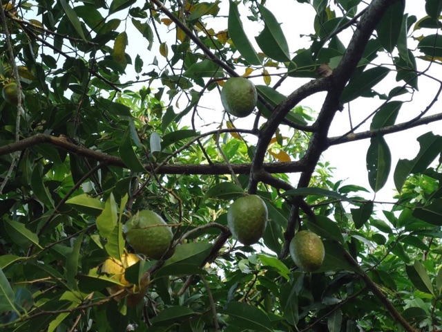 Trái bình bát khô, Quả bình bát khô,bình bát khô thái lát đóng bich 1kg