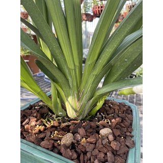 AUXIN siêu kích rễ cho lan