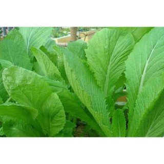 Hạt giống rau cải bẹ xanh - độ nảy mầm cao