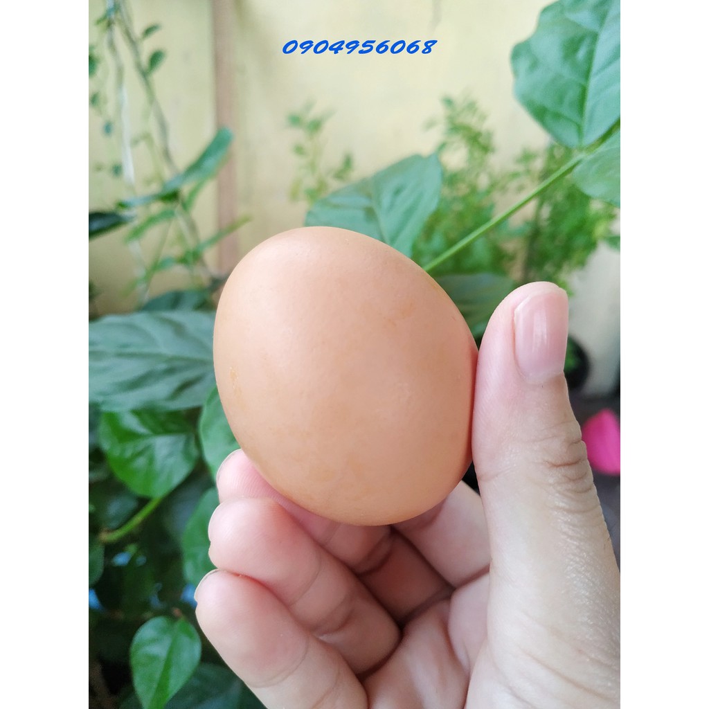 Trứng gà sạch Hòa Phát - vỉ 10 trứng size lớn