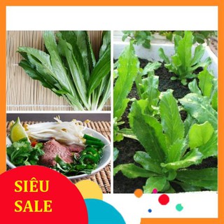 Hạt Giống Rau Ngò Gai/ Mùi Tàu (3 Gr) - [MUA 3 TẶNG 1 CÙNG LOẠI] - Dễ Trồng, Giòn, Thơm THU THUY