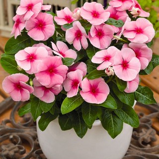 Hạt giống hoa dừa cạn hồng dễ trồng nở hoa quanh năm