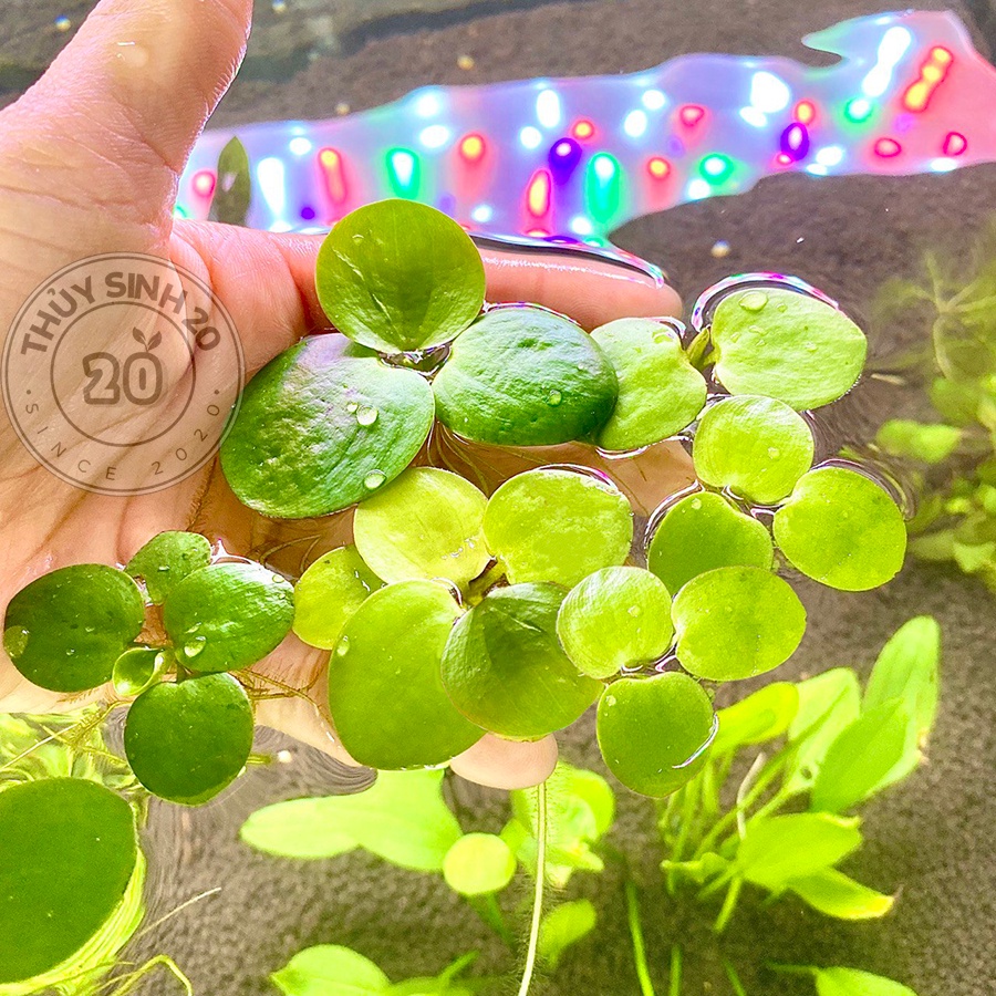 Bèo Nhật thuỷ sinh [chỉ ship HCM]