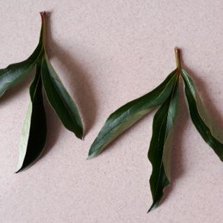 Gân Lá Mẫu Đơn (lá đơn)