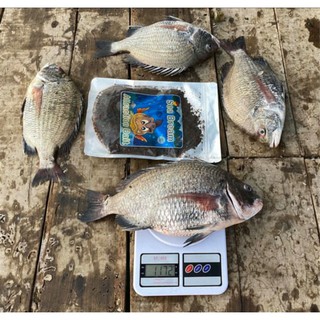 Mồi xả tráp thần thánh / mồi xả hạt (gói 900gram)