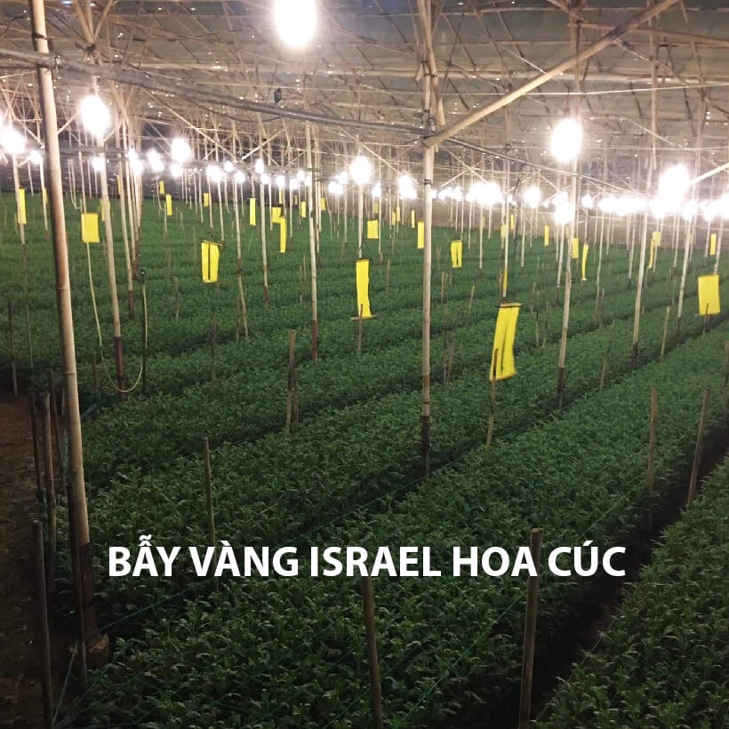 01 Miếng dán bẫy ruồi vàng 2 mặt - kt 18x22 cm cắt lẻ  từ Gadot Israel !