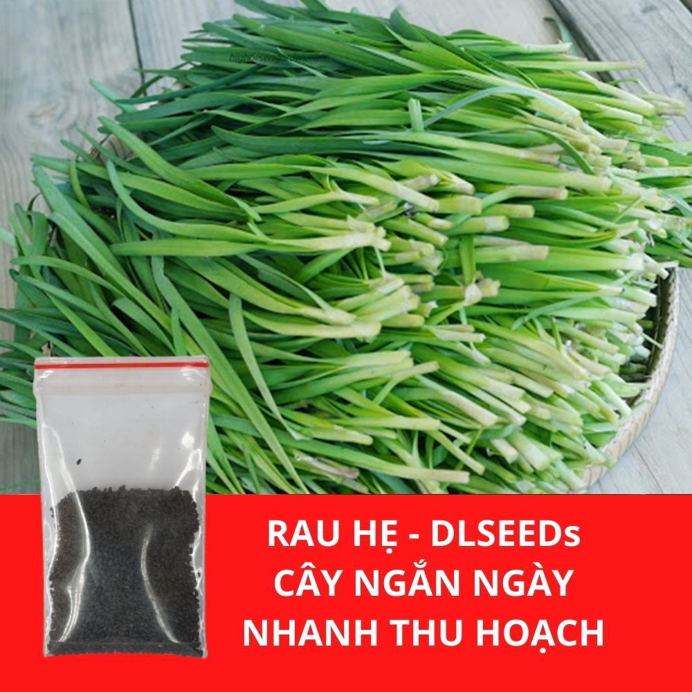 Hạt giống rau gia vị DLSeeds gói 0,1G đến 5G tập hợp các giống rau gia vị, rau thơm dễ trồng