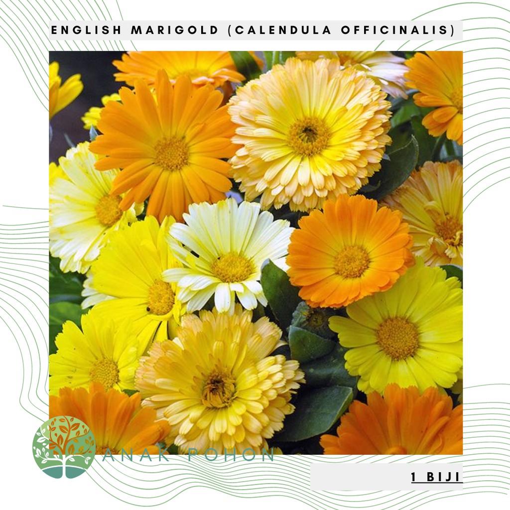 Hạt giống hoa cúc vạn thọ (Calendula officinalis) - NHẬP KHẨU 20h