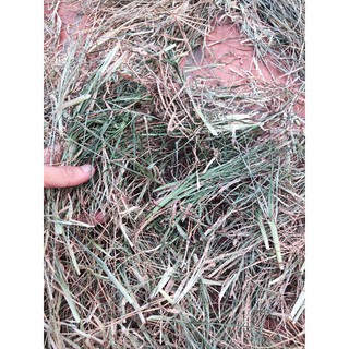 cỏ mần trầu ( 1kg khô)
