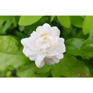 Hạt giống hoa nhài, hoa lài - 5 hạt/ gói