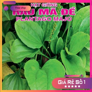 0.2gr Hạt giống Rau Mã Đề