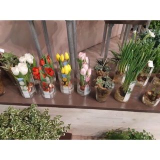 Combo 20 củ hoa tulip.