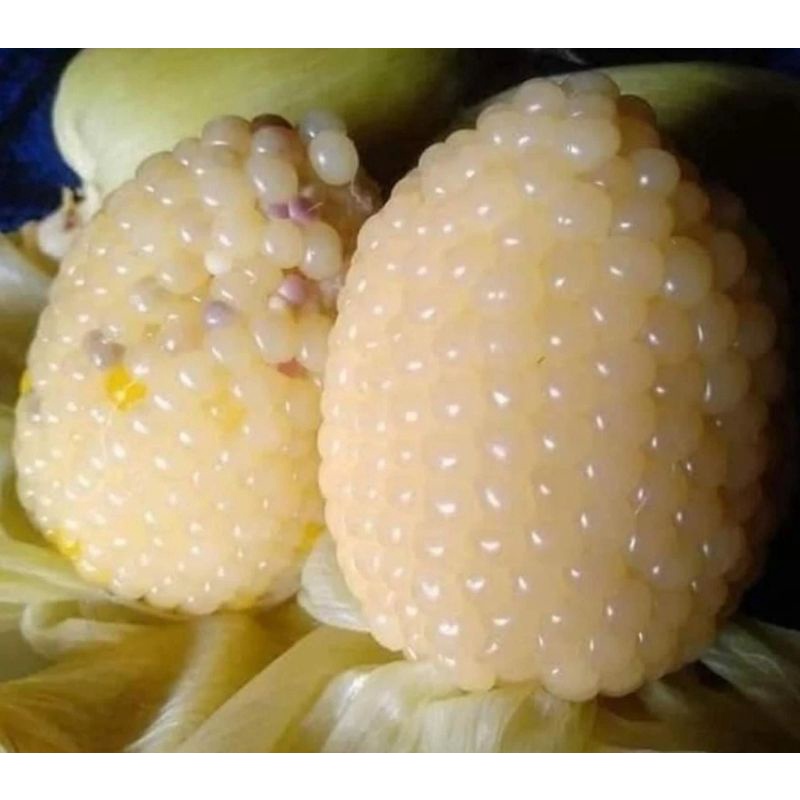 HẠT GIỐNG BẮP NẾP NÙ SỮA, Ngô nếp nù